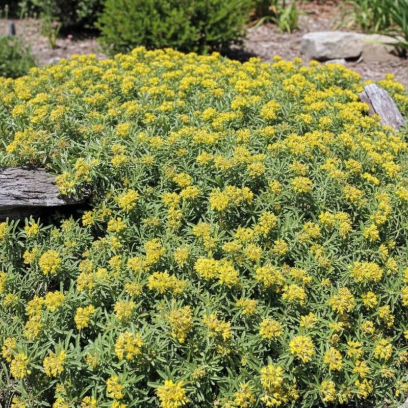 Orpin kamtschaticum var. middendorffianum, Sedum à fleurs Jaune/ - feuillage Persistant - Godet - 5/20 cm - Image 1