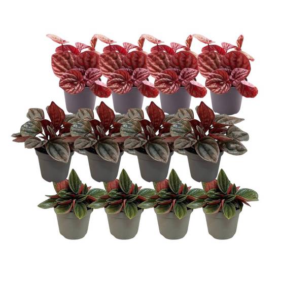 Coffret Peperomia - Lot de 12 plantes 12cm - Plante d'intérieur- La Green Touch - Image 1