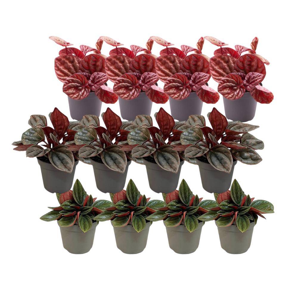 Coffret Peperomia - Lot de 12 plantes 12cm - Plante d'intérieur- La Green Touch - Image 3