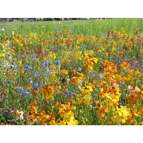 BHS - Mélange de fleurs vivaces pour oiseaux - BHS - 230 g - 18 variétés vivaces - Image 3