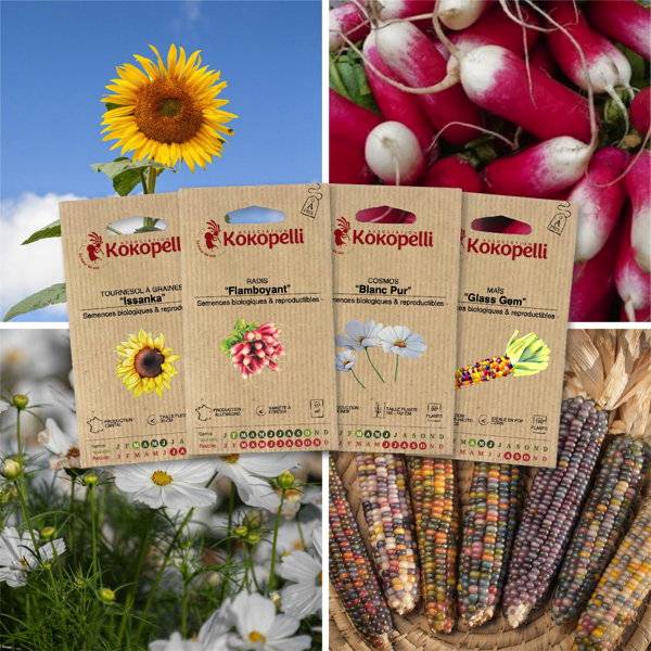 Potager d'enfant - 4 sachets de graines bio à semer- Association Kokopelli - Image 1