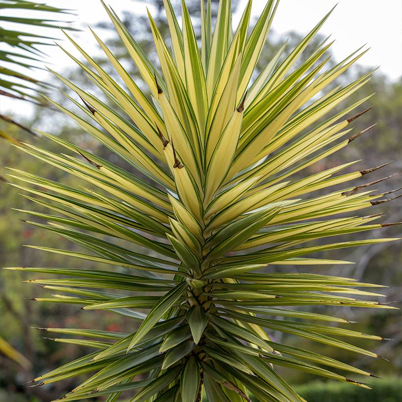 Promesse de Fleurs - Yucca aloifolia Variegata - Yucca à feuilles d'Aloès Pot de 1L/1,5L