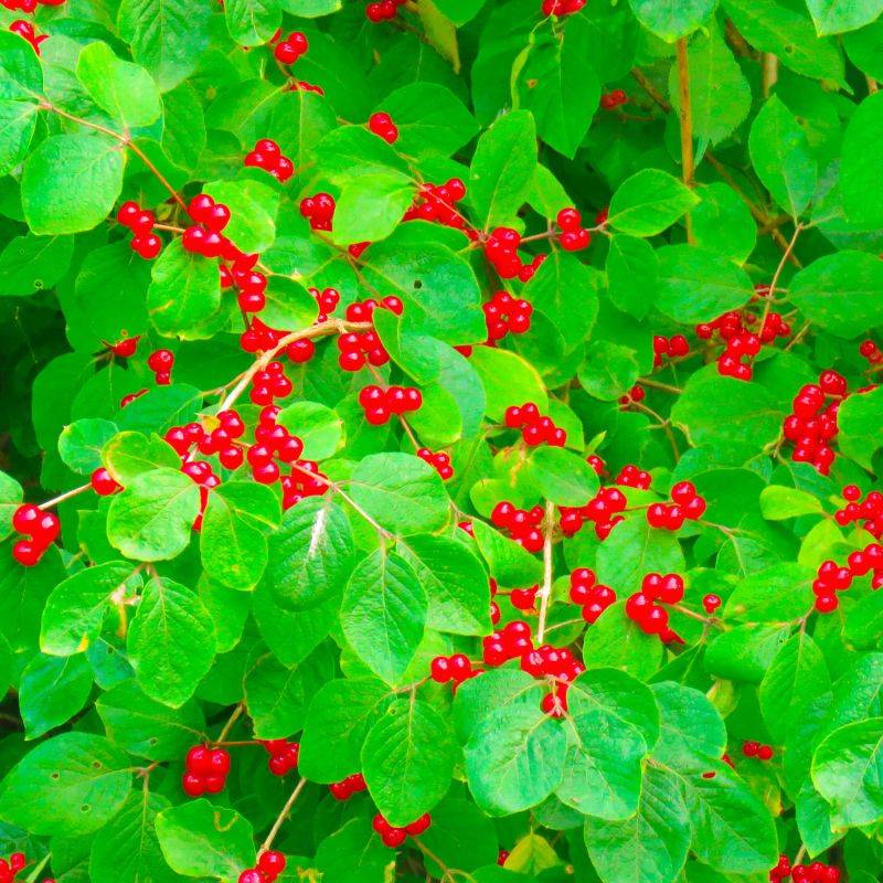 10 Chèvrefeuilles des haies (Lonicera Xylosteum) - Haie de Chèvrefeuille des haies - - Pépinières Naudet - Image 2