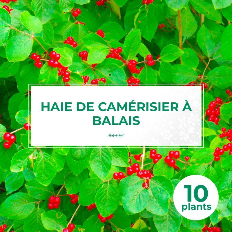 10 Chèvrefeuilles des haies (Lonicera Xylosteum) - Haie de Chèvrefeuille des haies - - Pépinières Naudet - Image 1