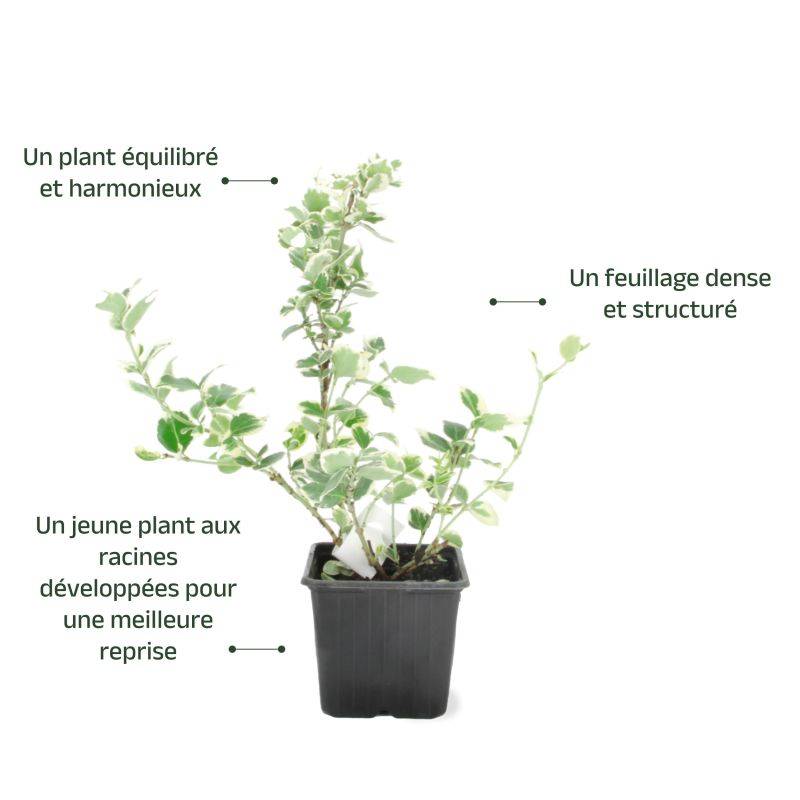 Fusain de Fortune 'Emerald Gold' (Euonymus fortunei 'Emerald'n Gold') - Godet - Taille 13/25cm - Pépinières Naudet - Image 3