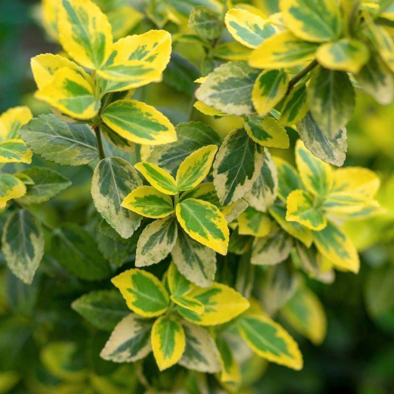 Fusain de Fortune 'Emerald Gold' (Euonymus fortunei 'Emerald'n Gold') - Godet - Taille 13/25cm - Pépinières Naudet