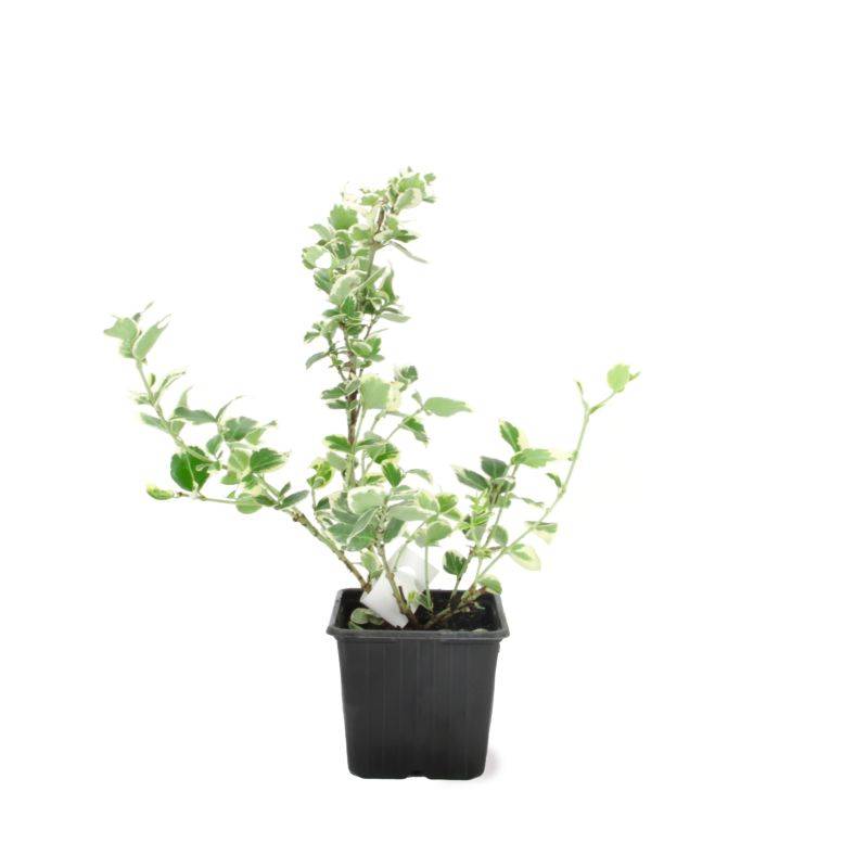 Fusain de Fortune 'Emerald Gold' (Euonymus fortunei 'Emerald'n Gold') - Godet - Taille 13/25cm - Pépinières Naudet - Image 2