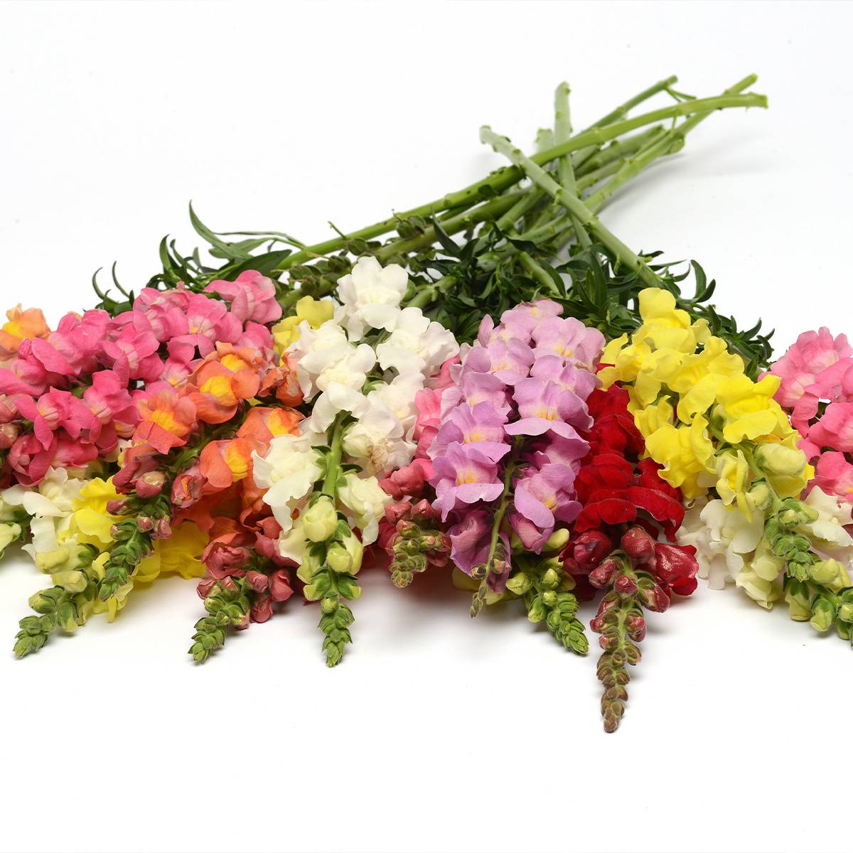 Graines de Muflier F1 Rocket Mix - Antirrhinum majus le sachet de 35 graines environ