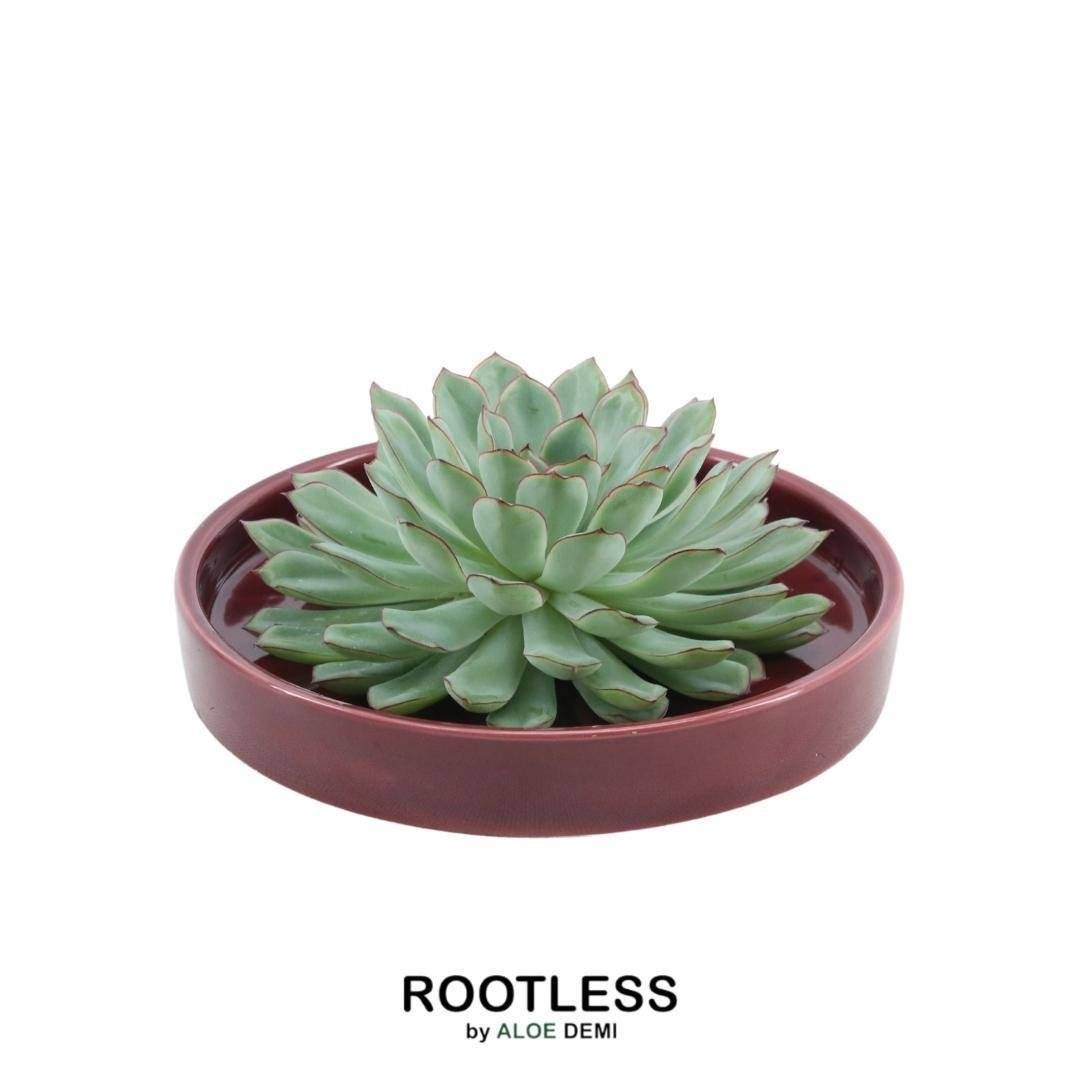 Echeveria Pulidonis Sans Racines- La Green Touch - Image 1