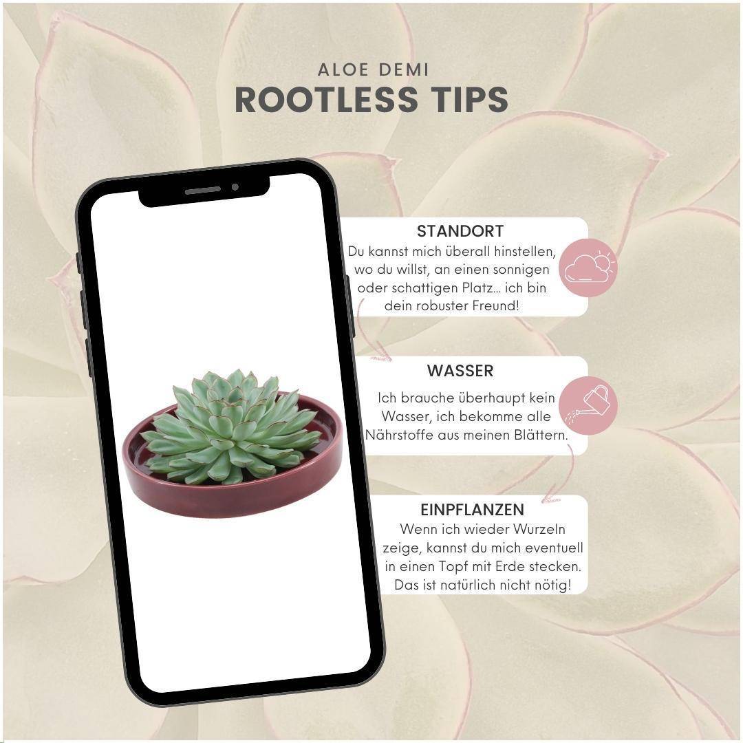 Echeveria Pulidonis Sans Racines- La Green Touch - Image 4