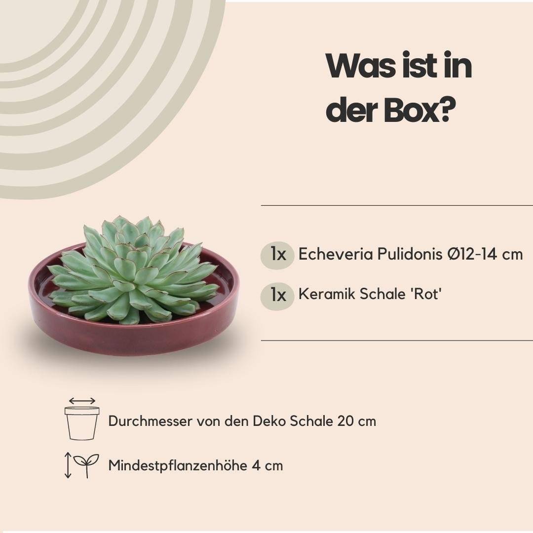 Echeveria Pulidonis Sans Racines- La Green Touch - Image 5