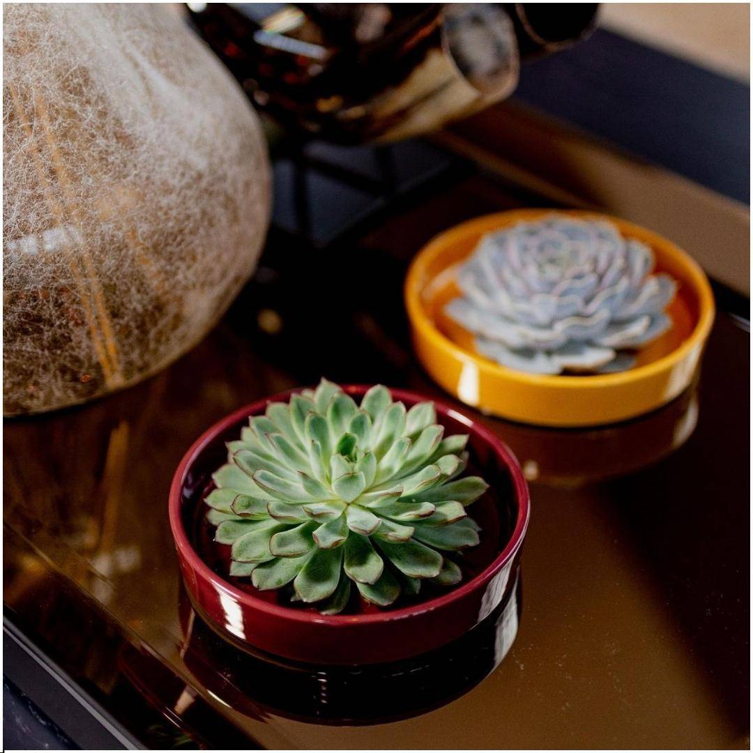 Echeveria Pulidonis Sans Racines- La Green Touch - Image 2
