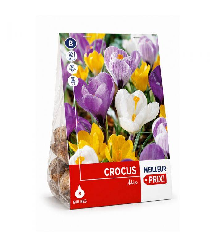 Crocus Vernus Sgaravatti 8 bulbes en mélange, floraison précoce idéale en massif, pot et fleur coupée - 618025 - Image 2