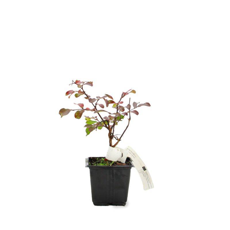 Lilas des Indes 'Red Imperator' (Lagerstroemia Indica) - Godet - Taille 15/30cm - Pépinières Naudet - Image 2
