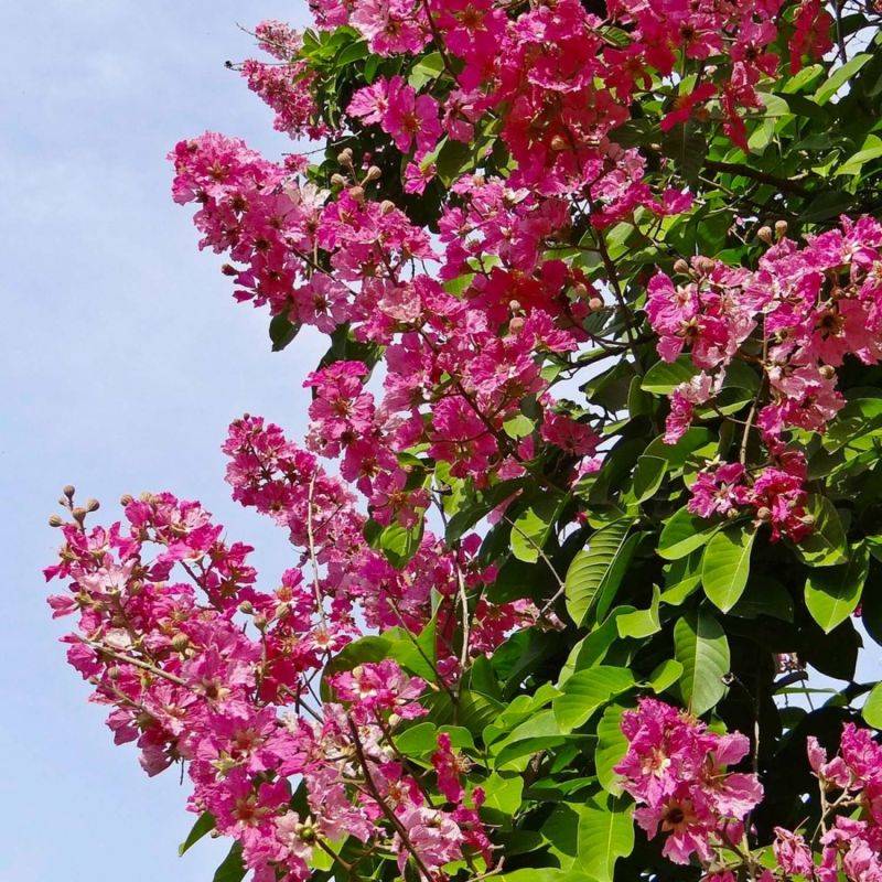 Lilas des Indes 'Red Imperator' (Lagerstroemia Indica) - Godet - Taille 15/30cm - Pépinières Naudet - Image 1