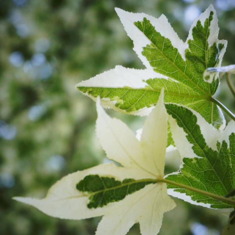 Copalme d'Amérique Silver King, Liquidambar - Pot de 15L - Baliveau - Image 2
