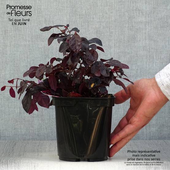 Promesse de Fleurs - Loropetalum chinense Black Pearl Pot de 1,5L/2L - Image 2