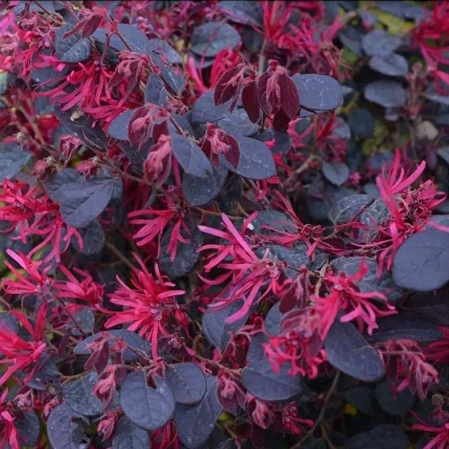 Promesse de Fleurs - Loropetalum chinense Black Pearl Pot de 1,5L/2L - Image 1