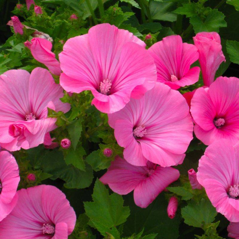 3 Lavatères de Thuringe (Lavatera Thuringiaca) - Lot de 3 vivaces - Pépinières Naudet - Image 1