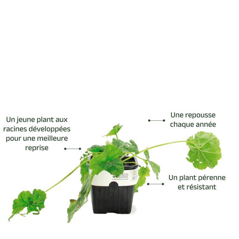 3 Lavatères de Thuringe (Lavatera Thuringiaca) - Lot de 3 vivaces - Pépinières Naudet - Image 3