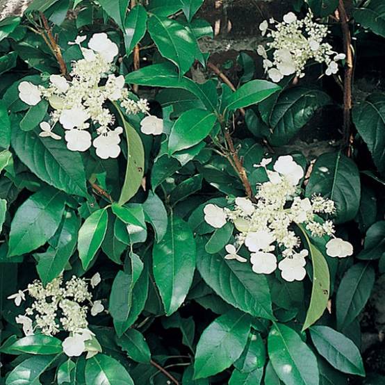 Hortensia grimpant - Hydrangea seemanii Pot de 2L/3L