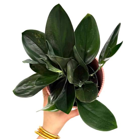 Scindapsus Treubii Dark Form - Pot de 12cm - Plantes d'intérieur - Image 1