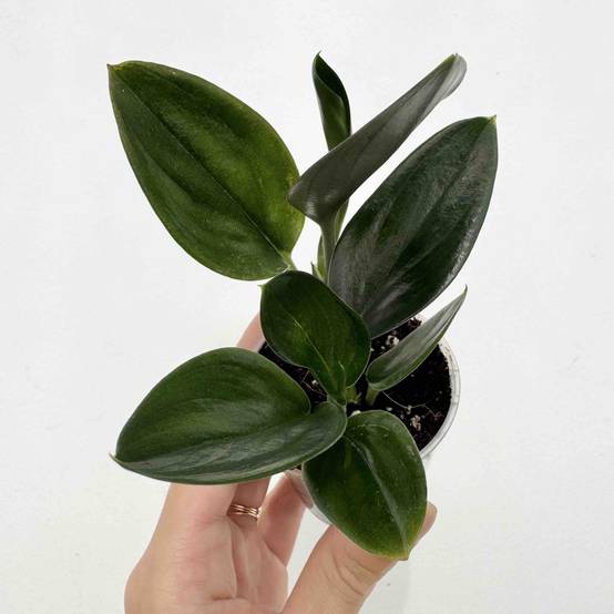 Scindapsus Treubii Dark Form - Pot de 12cm - Plantes d'intérieur - Image 6