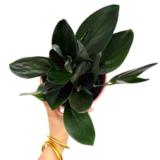 Scindapsus Treubii Dark Form - Pot de 12cm - Plantes d'intérieur - Image 2
