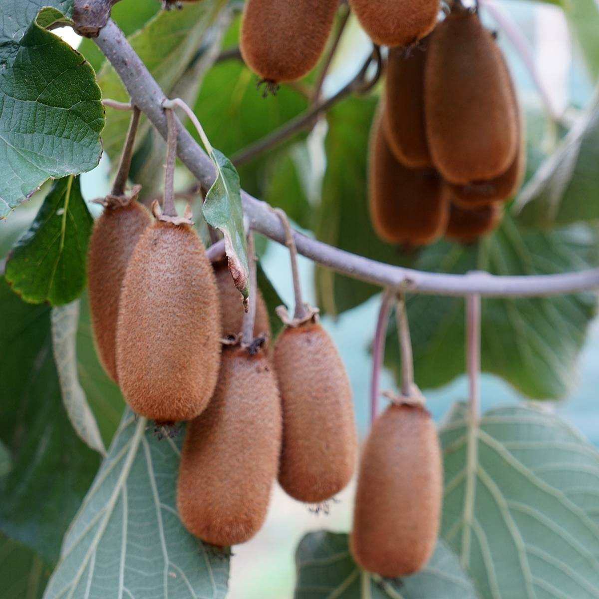 Kiwi femelle - Actinidia chinensis Bruno Pot de 1,5L/2L