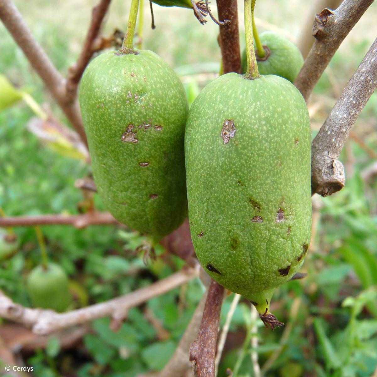 Kiwi arguta Super Issai (autofertile) - Kiwaï - Actinidia arguta Pot de 1,5L/2L