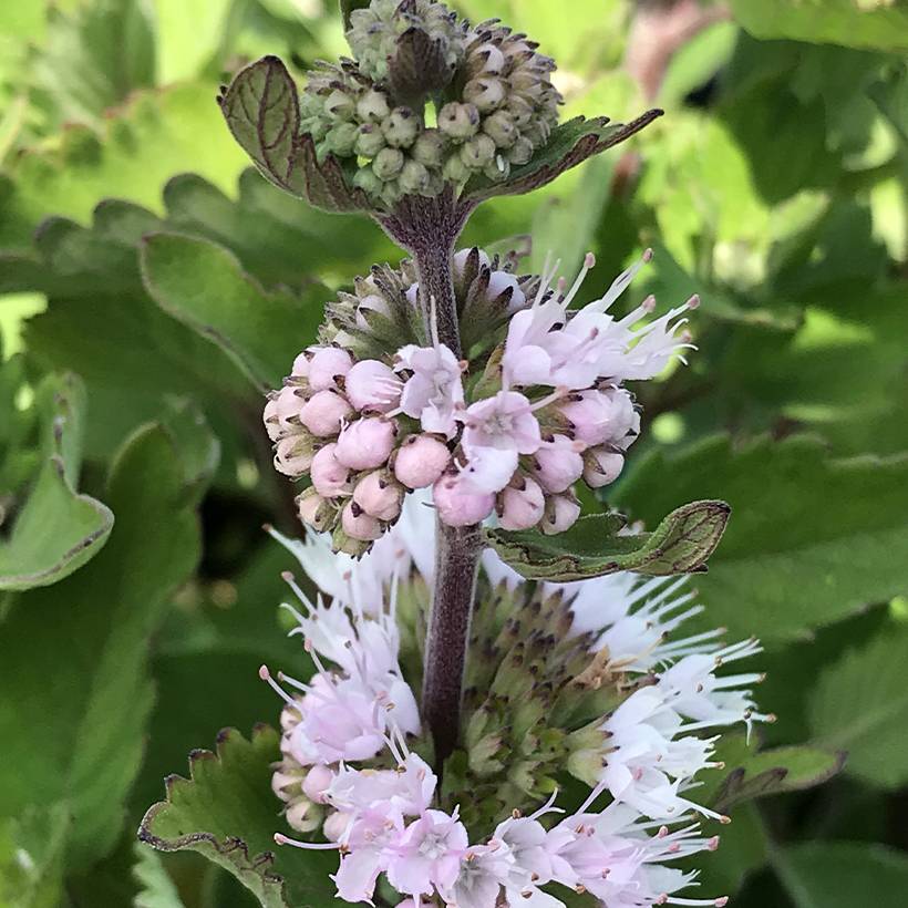 Promesse de Fleurs - Caryopteris clandonnensis Pavilion Pink - Spirée bleue Godet de 8/9 cm - Image 1