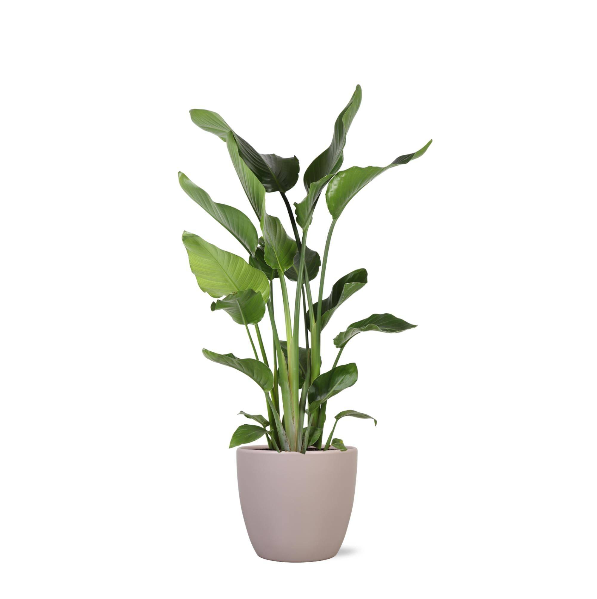 La Green Touch - Strelitzia Nicolai et son pot- La Green Touch Taupe - Hauteur 120cm