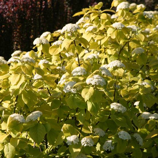 Promesse de Fleurs - Viorne lantane - Viburnum lantana Aureum Pot de 4L/5L - Image 1