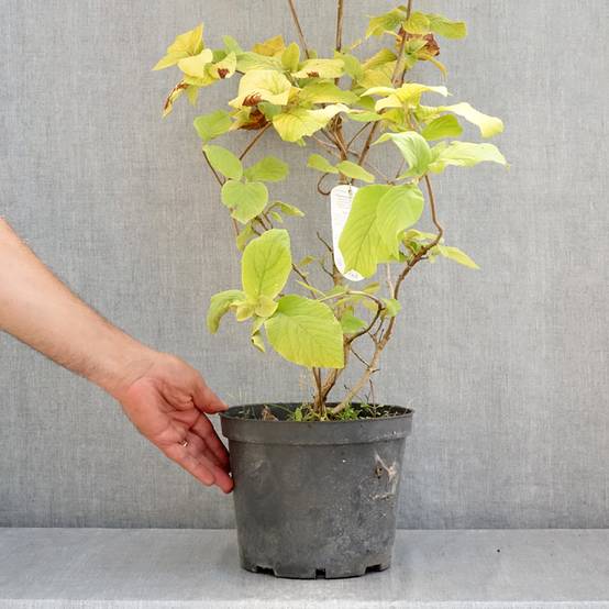 Promesse de Fleurs - Viorne lantane - Viburnum lantana Aureum Pot de 4L/5L - Image 2