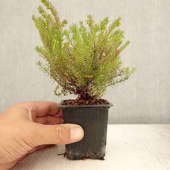 Erica x darleyensis Spring Surprise, bruyère Godet de 8/9 cm - Image 2