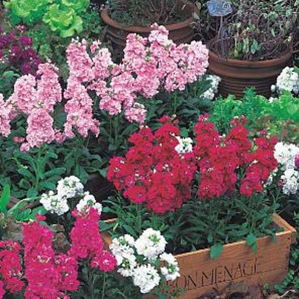 Promesse de Fleurs - Collection de 15 Giroflées quarantaine Heritage - Collection de 15 plantes