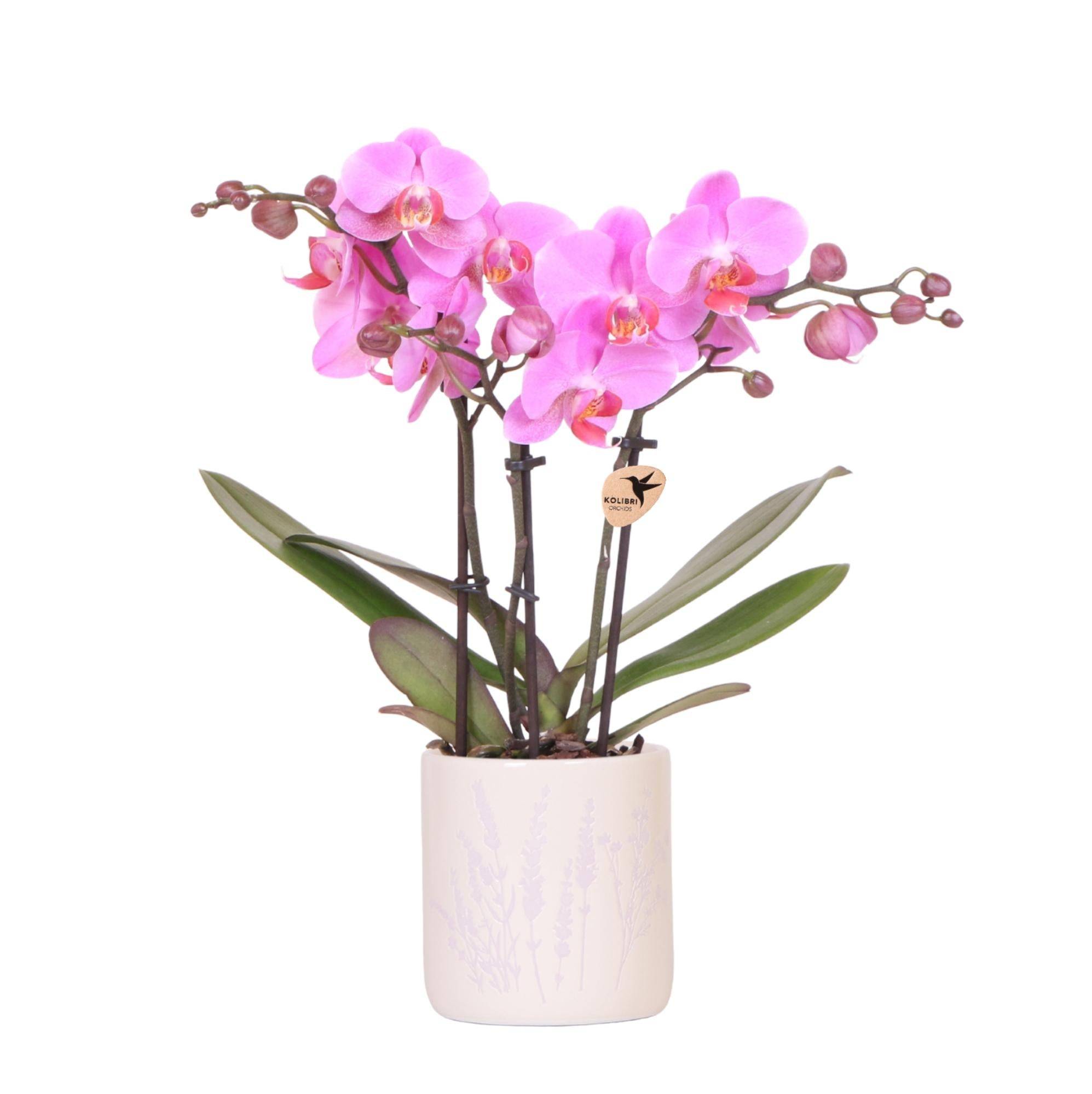 Orchidée Rose Frederikstad + Cache - D9 H35cm - Image 1
