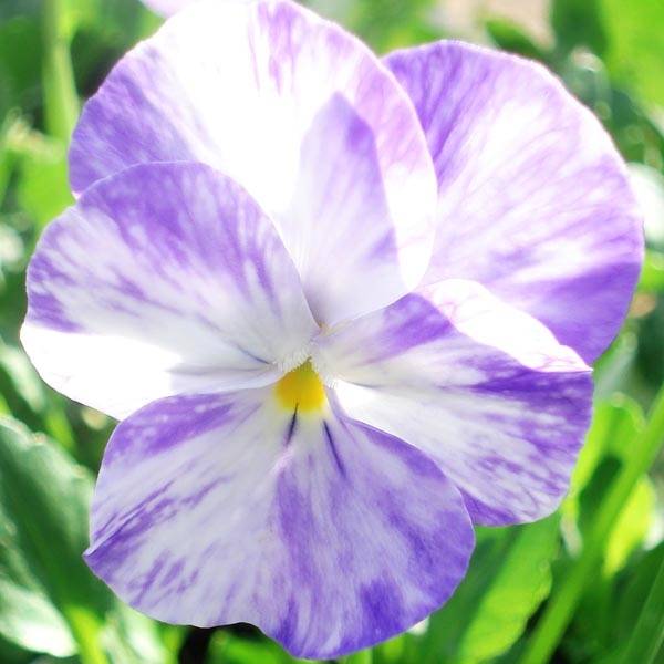 Viola Cornuta Columbine - Pensée à Cornes Godet de 8/9 cm