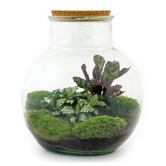 Diy Terrarium - D27 H27cm - Image 2