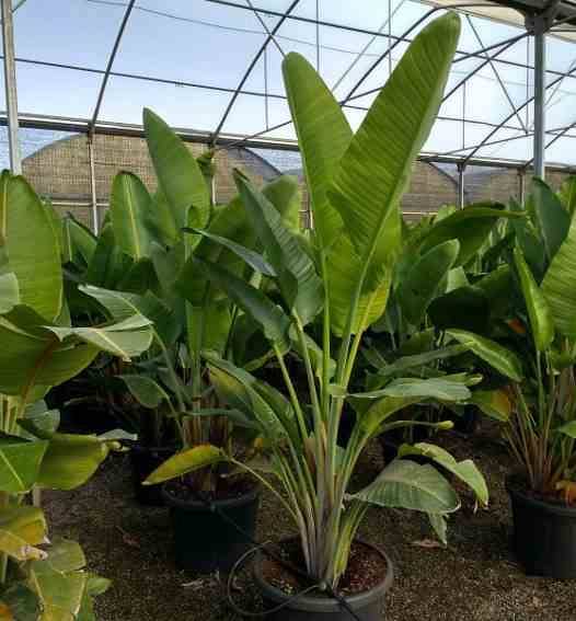Sans Marque - Strelitzia augusta ou strelitzia alba (Oiseaux du paradis géant) Couleur floraison:blanc et bleu - Taille:Pot de 25L- 125/150cm - Image 4