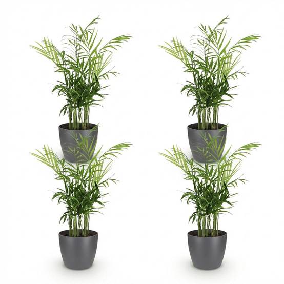 La Green Touch - Chamaedorea Elegans - H40cm - Image 2