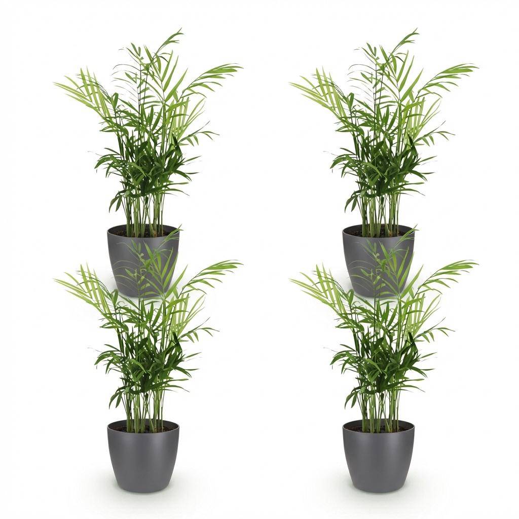 La Green Touch - Chamaedorea Elegans - H40cm - Image 2