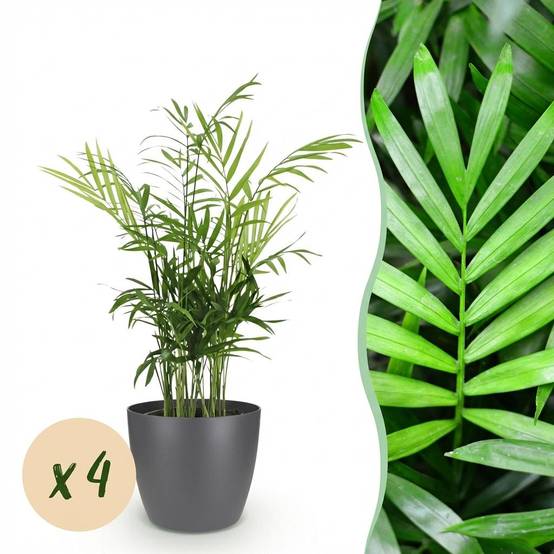 La Green Touch - Chamaedorea Elegans - H40cm - Image 3