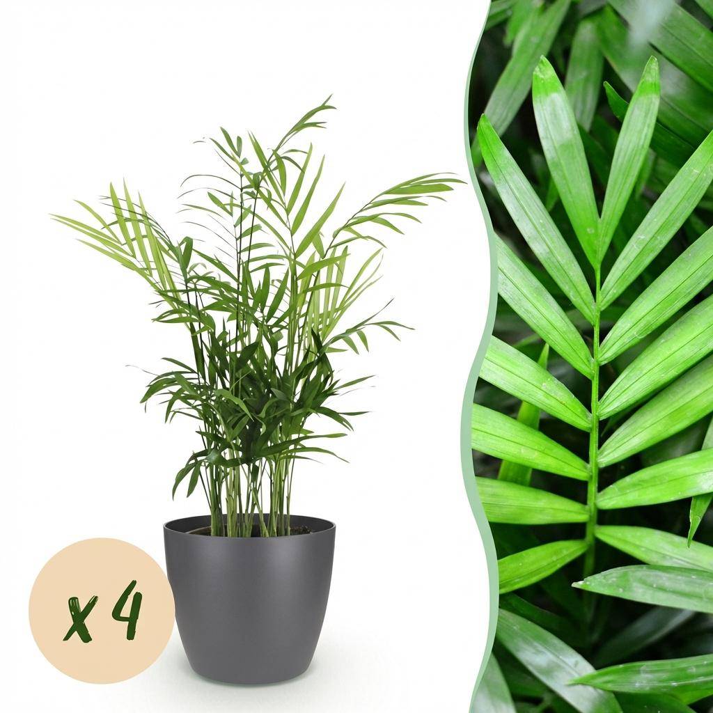 La Green Touch - Chamaedorea Elegans - H40cm - Image 3