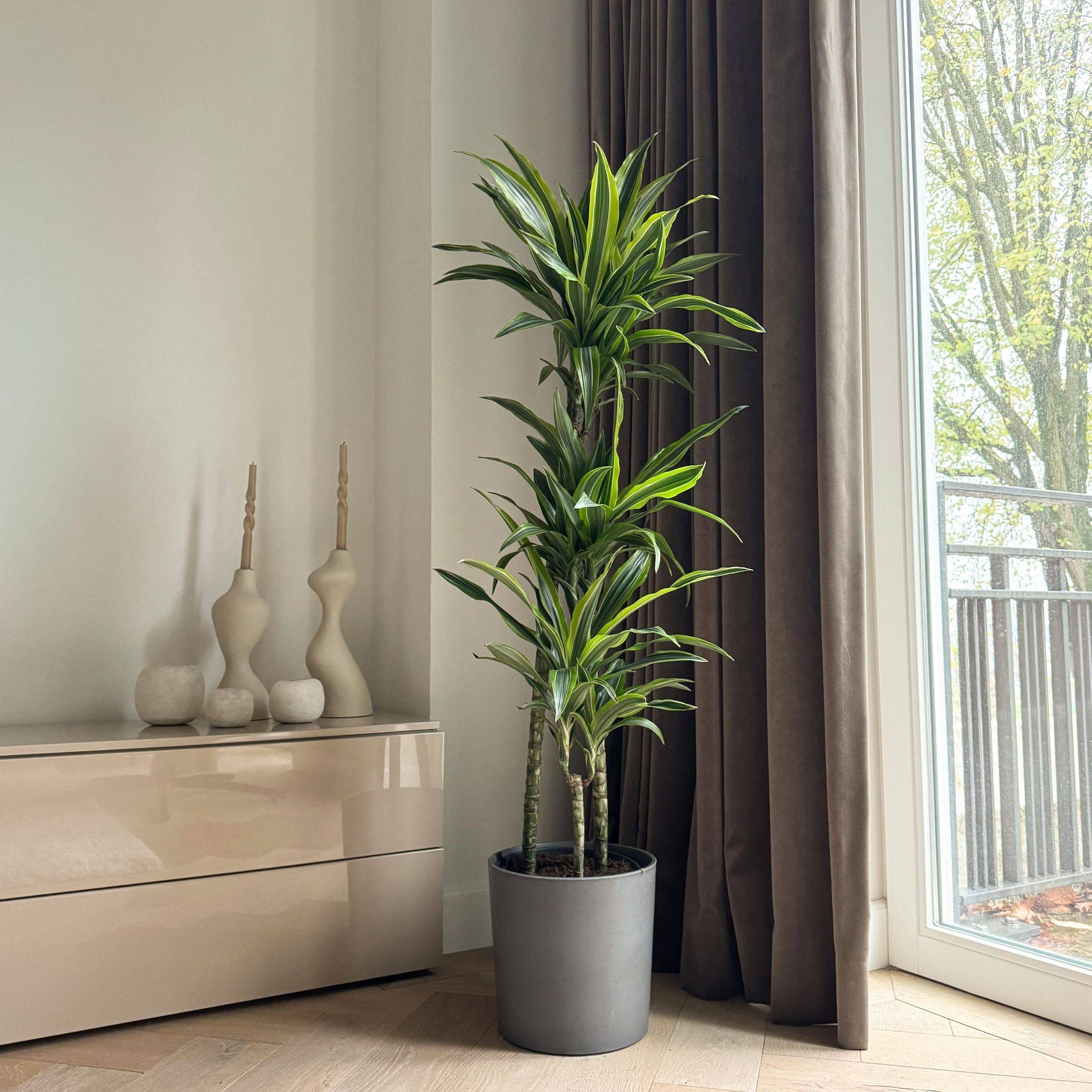 Dragonnier - Dracaena 'Lemon Lime' - Hauteur 130-140cm - ⌀24cm - Image 2