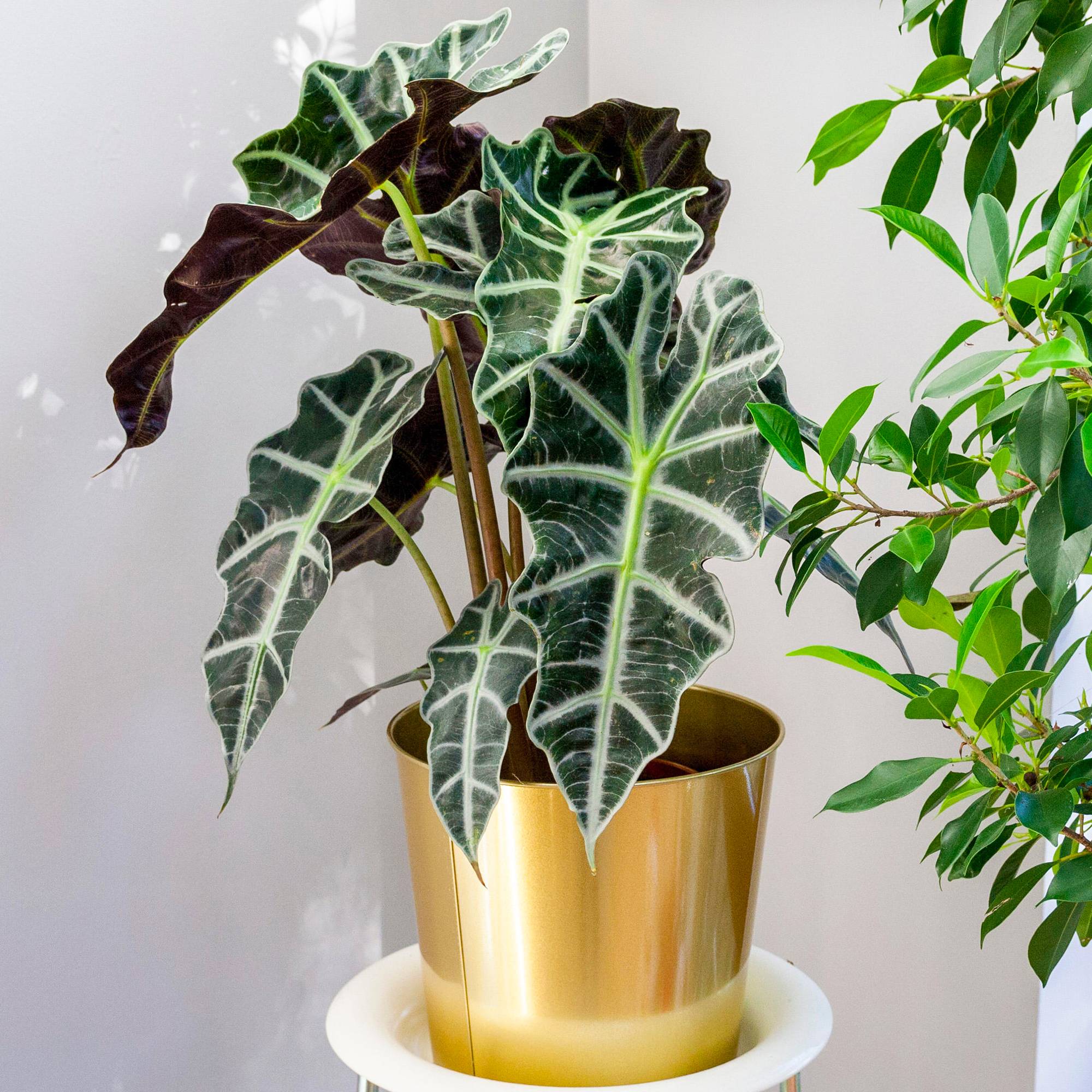Gardenersdream - 1 Alocasia Polly Plante D’Intérieur Oreille D’Éléphant 40 Cm Avec Pot - GardenersDream - Image 1