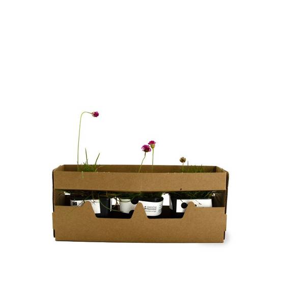 3 Gazons d'Espagne (Armeria maritima) - Lot de 3 vivaces - Pépinières Naudet - Image 4