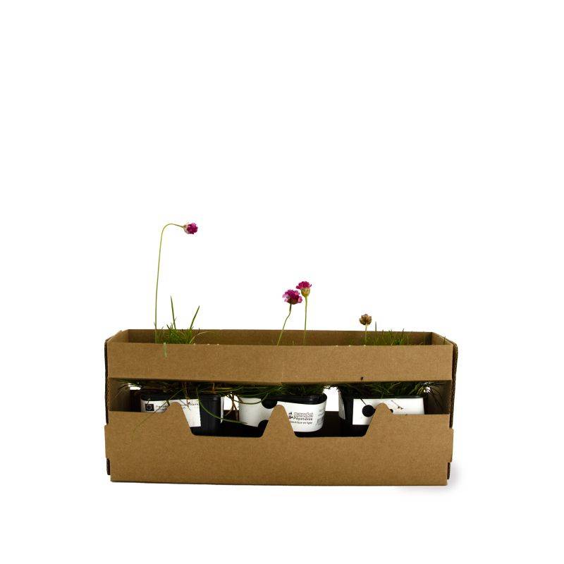 3 Gazons d'Espagne (Armeria maritima) - Lot de 3 vivaces - Pépinières Naudet - Image 4