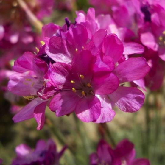 3 Gazons d'Espagne (Armeria maritima) - Lot de 3 vivaces - Pépinières Naudet - Image 1