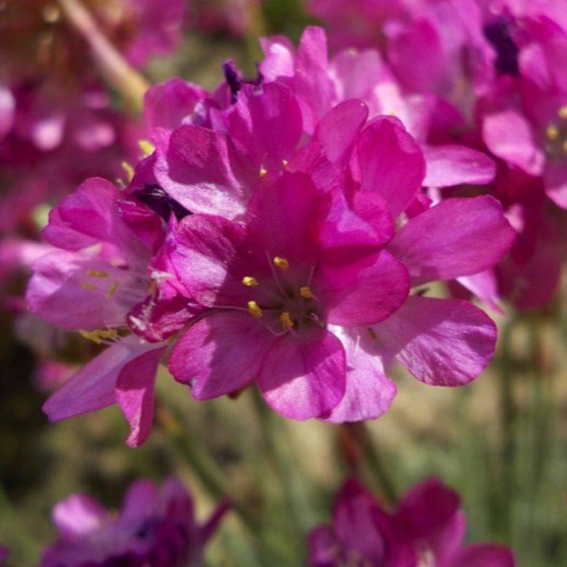 3 Gazons d'Espagne (Armeria maritima) - Lot de 3 vivaces - Pépinières Naudet - Image 1